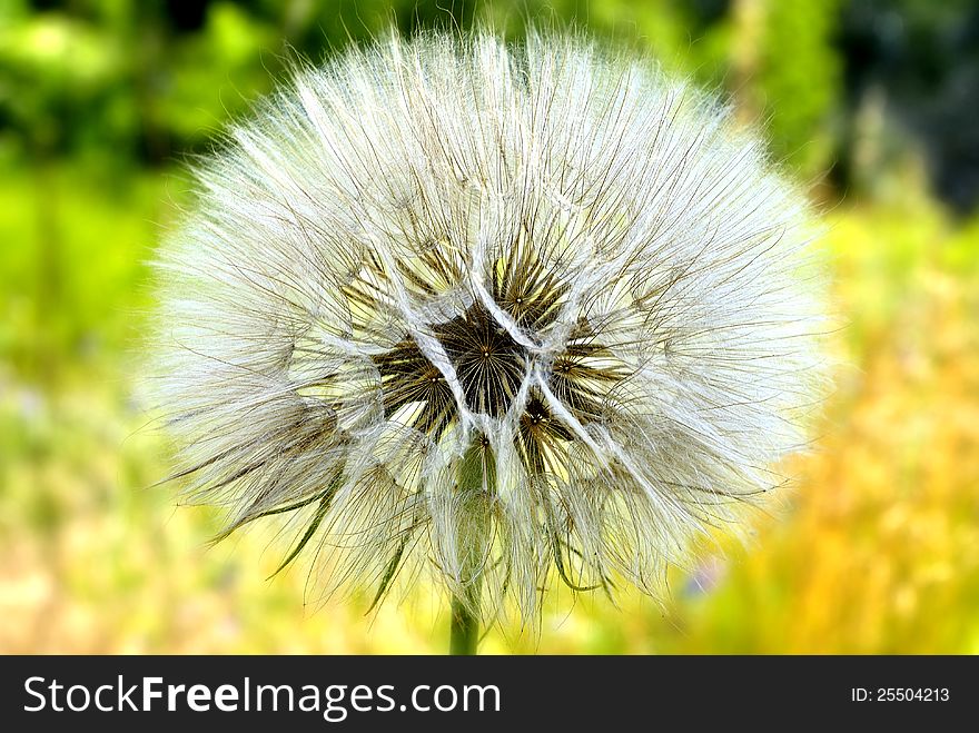 Dandelion is white and fluffy on the yellow-green background. Dandelion is white and fluffy on the yellow-green background
