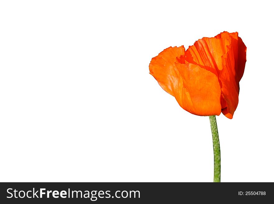 Bright fresh ardent poppy.
Photo, isolated on a white.