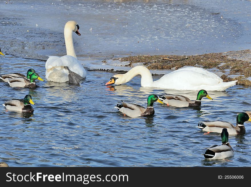 Mallard Ducks And Swans Swimming In The Lake