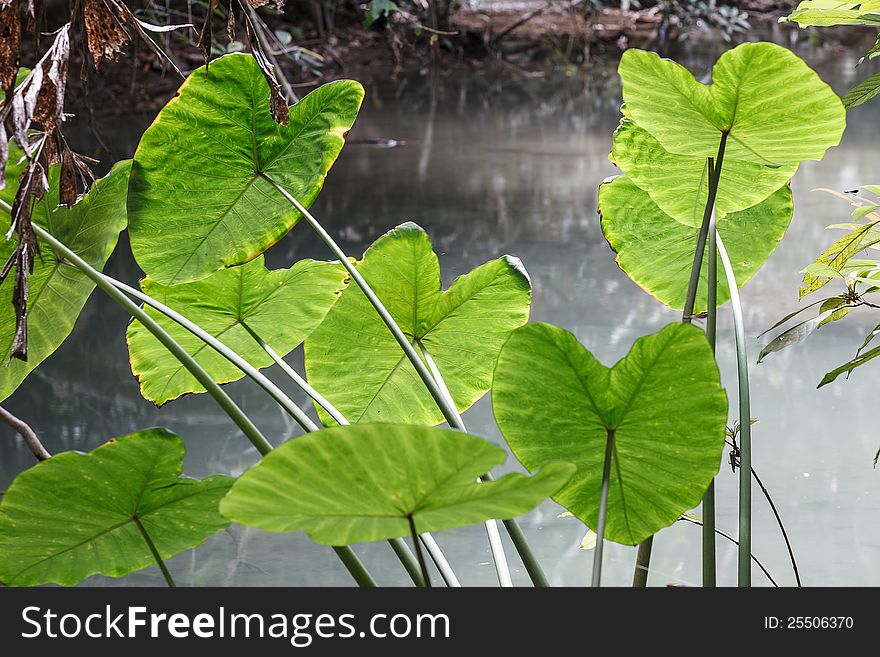 Caladium leave  in rain forest, Thailand .