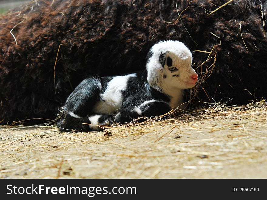 Cute young Pygmy goat resting