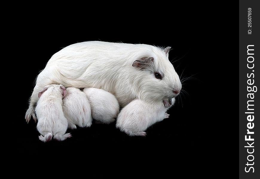 Abyssinian Guinea Pigs