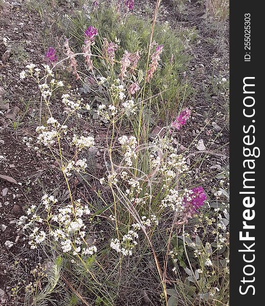 Wildflowers Of Bashkortostan In 2022 & X28 Summer& X29