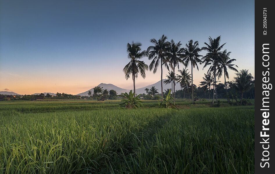 Beautiful landscape of mountains, trees and rice field.