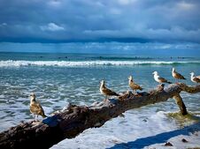 Unique Coastal Landscape With Seaguls On Driftwood! Stock Photos