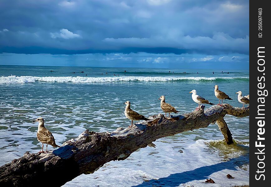 Unique Coastal Landscape With Seaguls On Driftwood!