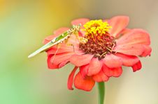 A Praying Mantis &x28; Mantis Religiosa&x29; On Red Zinnia Royalty Free Stock Image A Praying Mantis &x28; Mantis Religiosa&x29; On Red Zinnia Royalty Free Stock Image