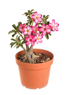 Desert Rose Impala Lily Mock Azalea Royalty Free Stock Photography Desert Rose Impala Lily Mock Azalea Royalty Free Stock Photography