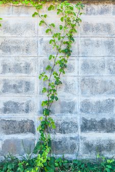 Parasitic Old Walls. Stock Images Parasitic Old Walls. Stock Images