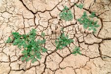 Plant In Dried Cracked Mud Royalty Free Stock Image Plant In Dried Cracked Mud Royalty Free Stock Image