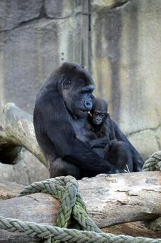 Gorilla And Baby. Stock Photography