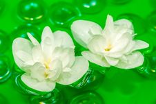 Delightful White Jasmine Flowers Floating On Water Stock Images