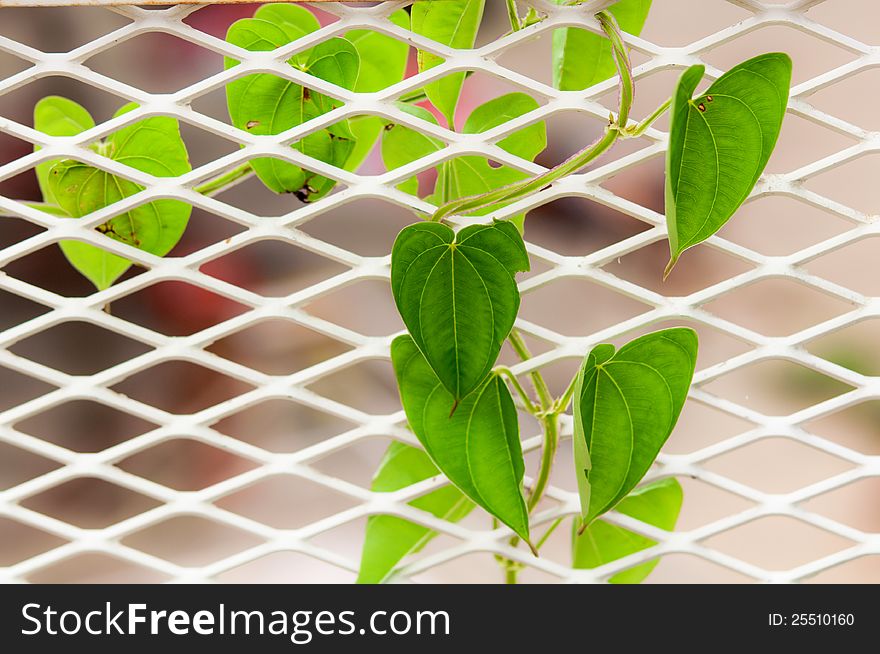 Green Climbing Leaves on The White Metal Net