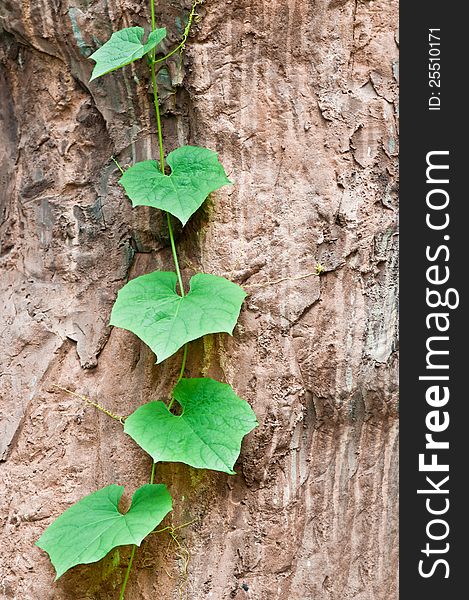 Green Climbing Leaves On The Stone