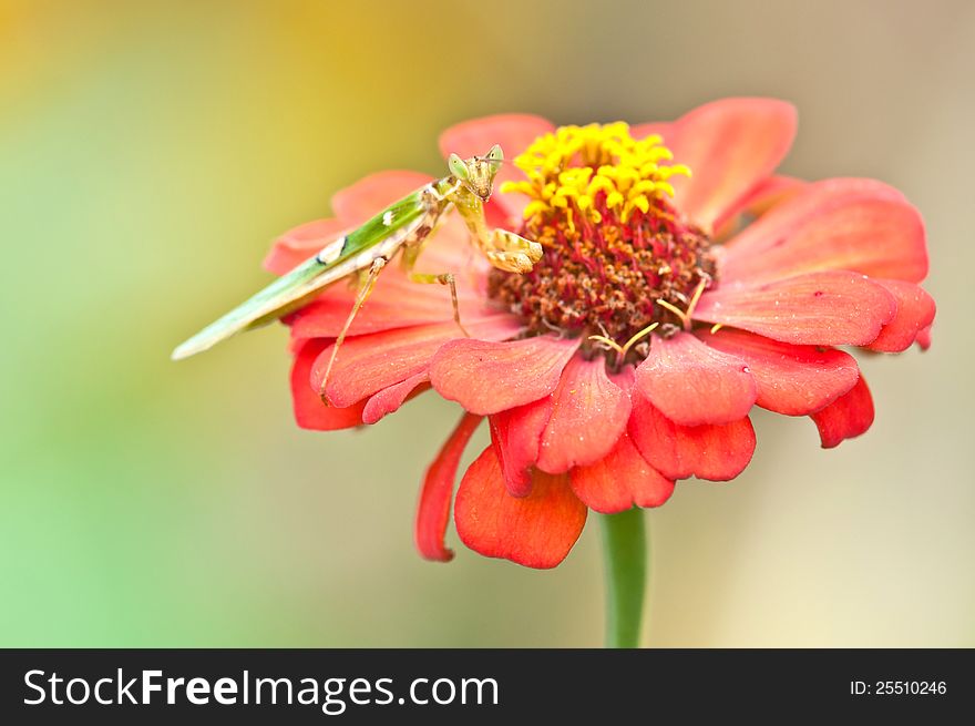 A praying mantis was shot on the red zinnia flower. A praying mantis was shot on the red zinnia flower