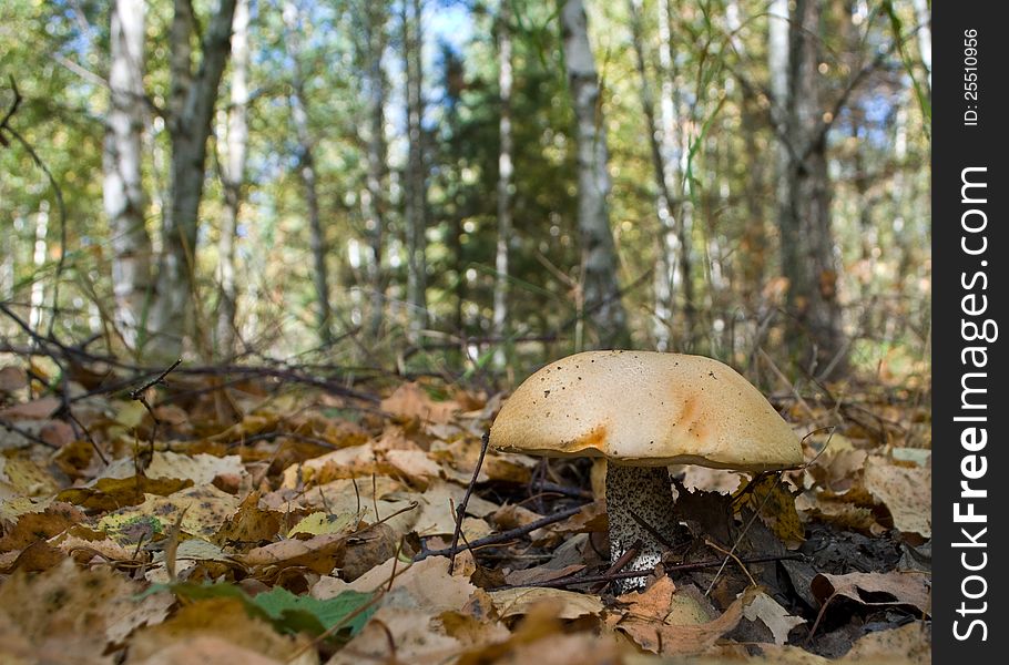 Eatable mushroom orange-cap boletus