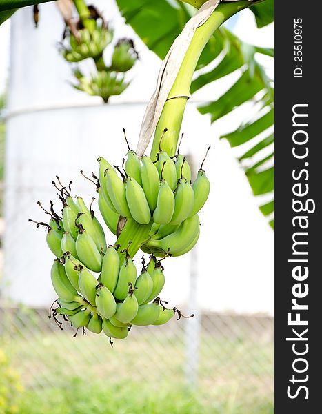 Banana on tree in Thailand. Banana on tree in Thailand.