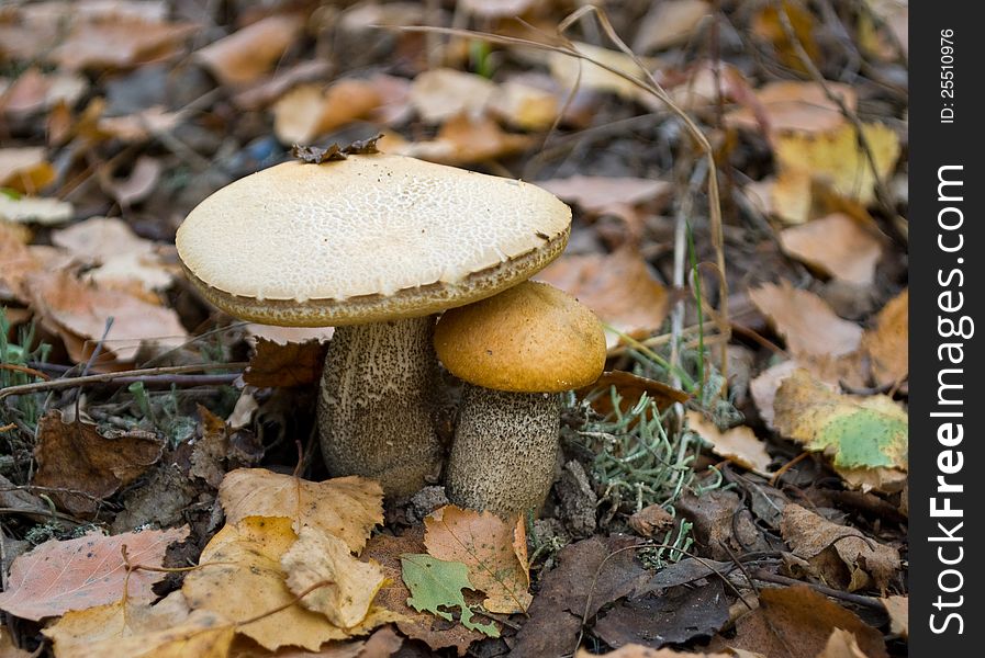 Eatable mushroom orange cap boletus. Eatable mushroom orange cap boletus