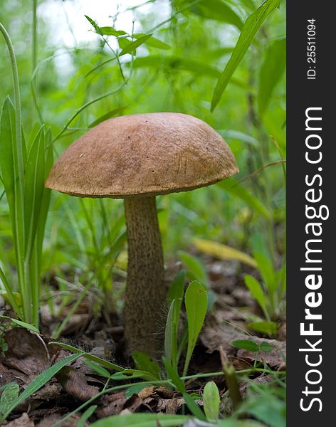 Mushroom in the summer forest. Mushroom in the summer forest