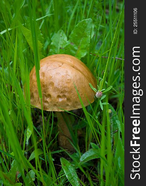 Mushroom in the summer forest