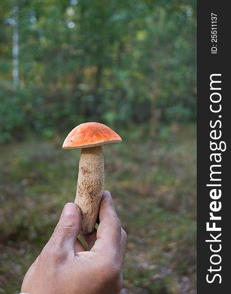 Eatable mushroom orange cap boletus