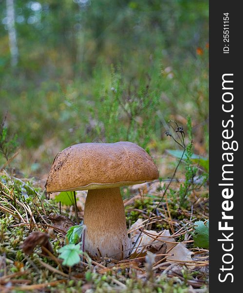 Eatable mushroom  boletus in the forest