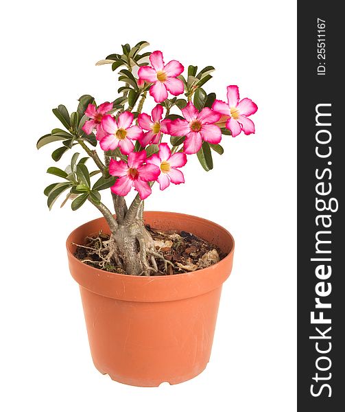 Desert Rose Impala Lily Mock Azalea in isolated white