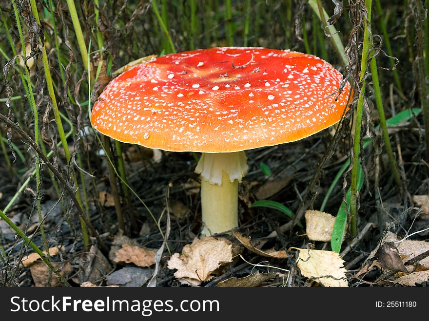 Poison mushroom in the russian forest. Poison mushroom in the russian forest