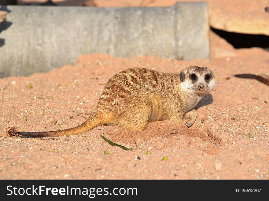 Meerkat crouches down on sand