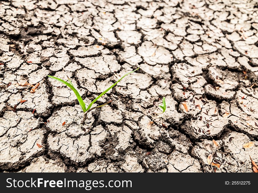Dry Soil Surface.
