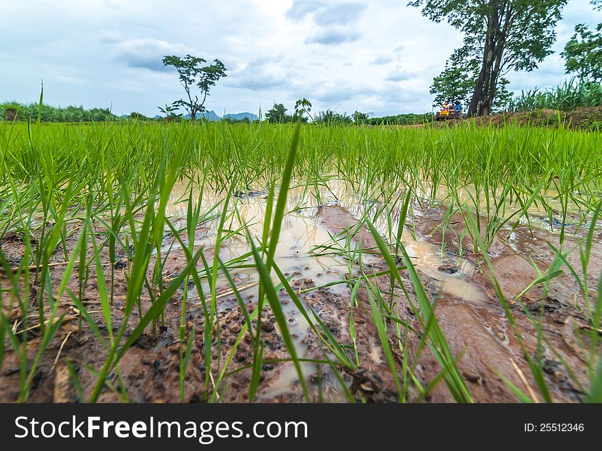 Seedlings of rice growing. By getting enough water. Seedlings of rice growing. By getting enough water.