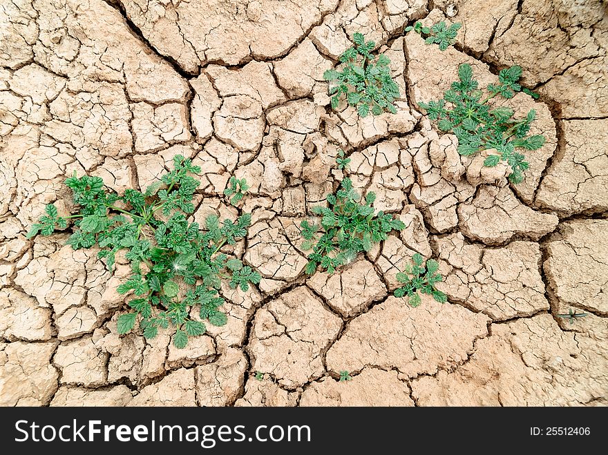 Plant in dried cracked mud