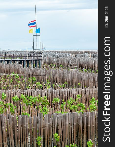 Mangrove forest in bangkok thailand