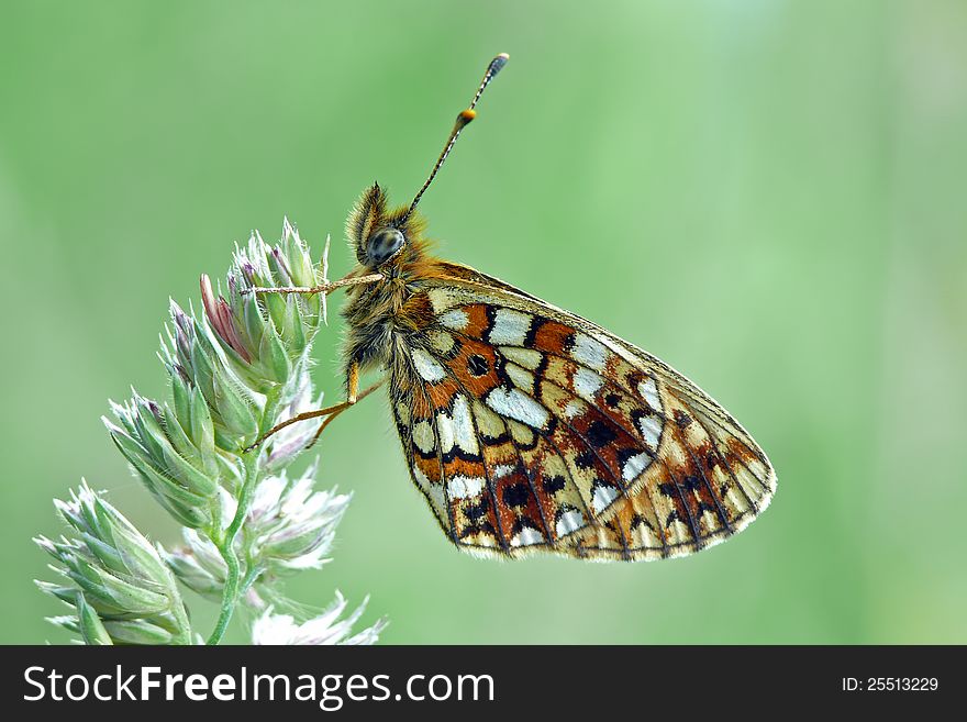 Small pearl-bordered fritillary sitting on a bent.