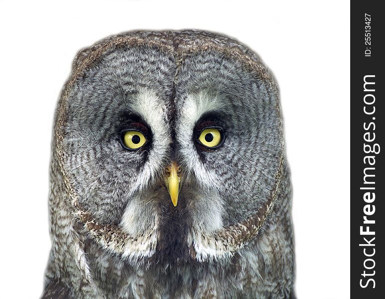 Portrait of an owl in ZOO Vetrovy