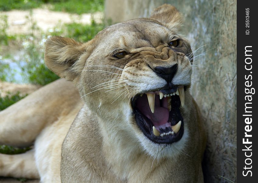 Portrait of a young lion in ZOO Vetrovy