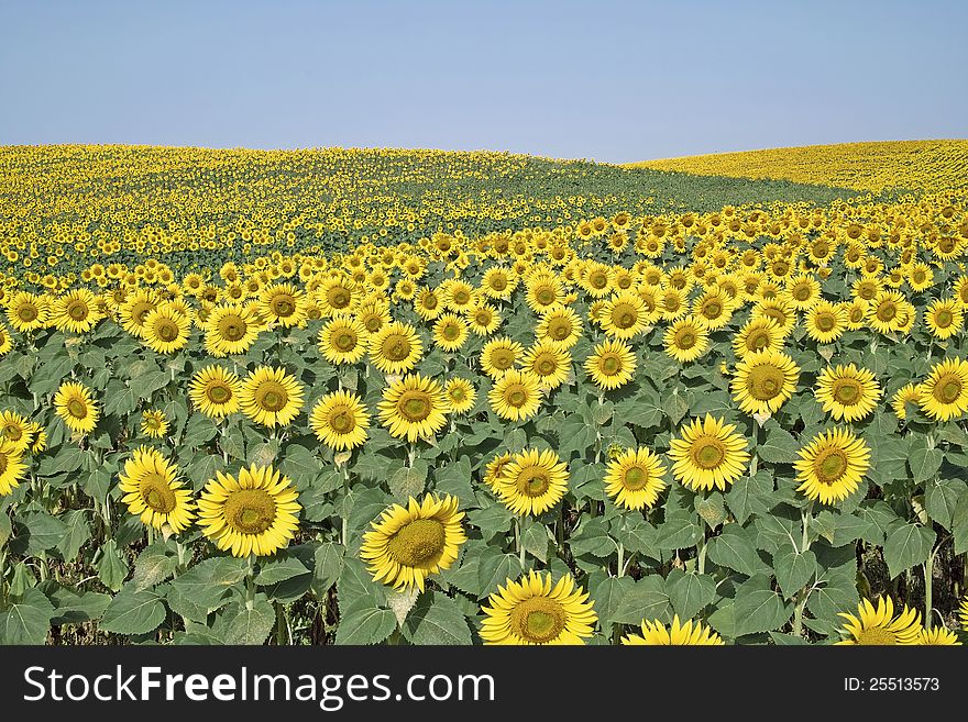 Field Of Sunflowers