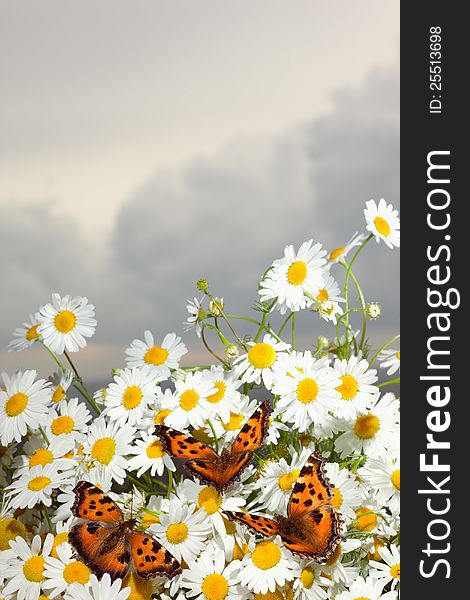 Macro shot of wild camomile on a blue sky background