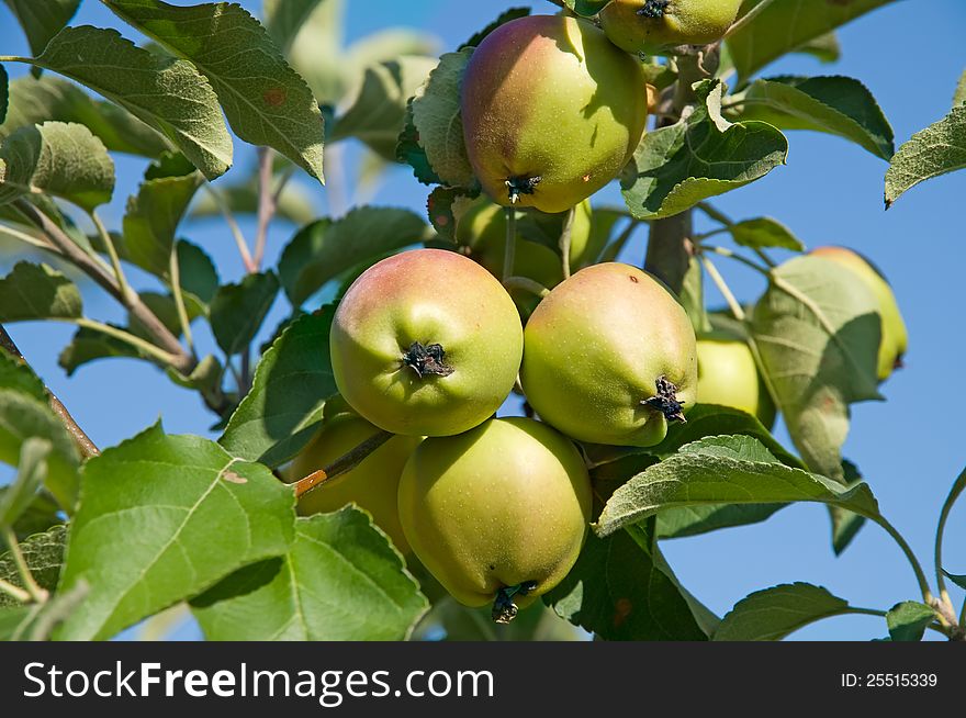 Apples on the branches are photographed a close-up