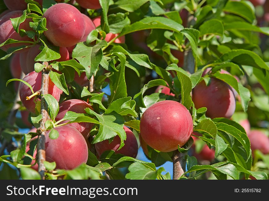 Plums on branches are photographed close up