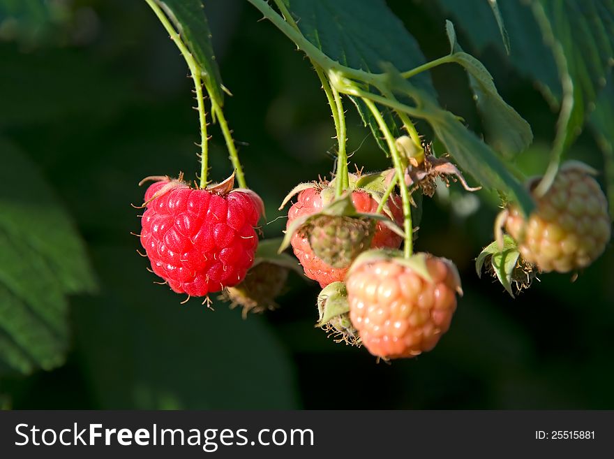 Berries of a raspberry are photographed close-up. Berries of a raspberry are photographed close-up