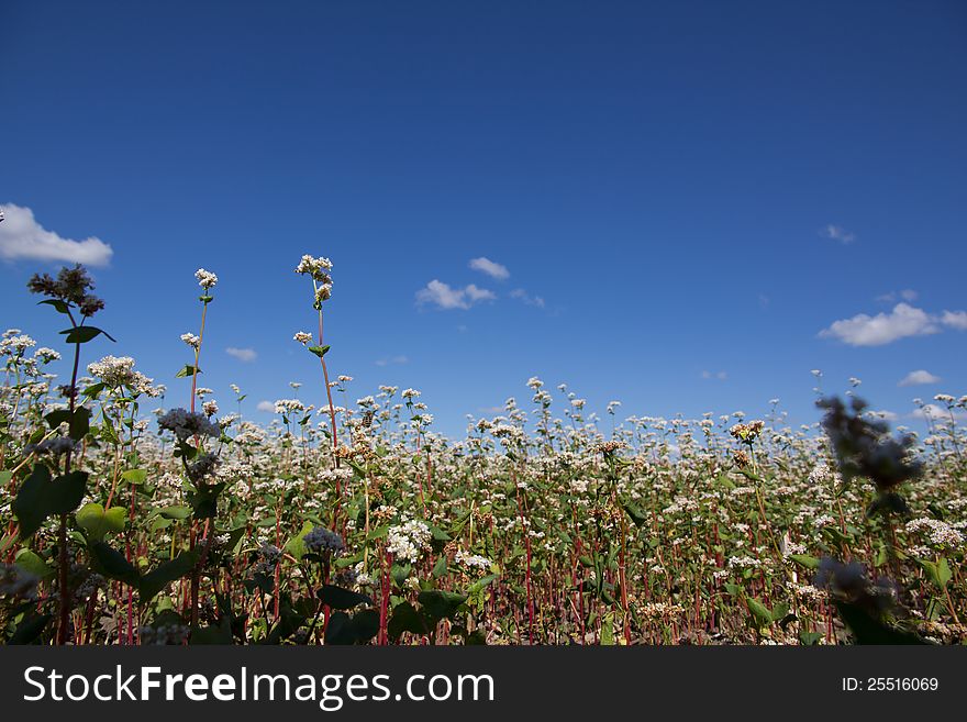 Buckwheat flowers on the field on a sunny day