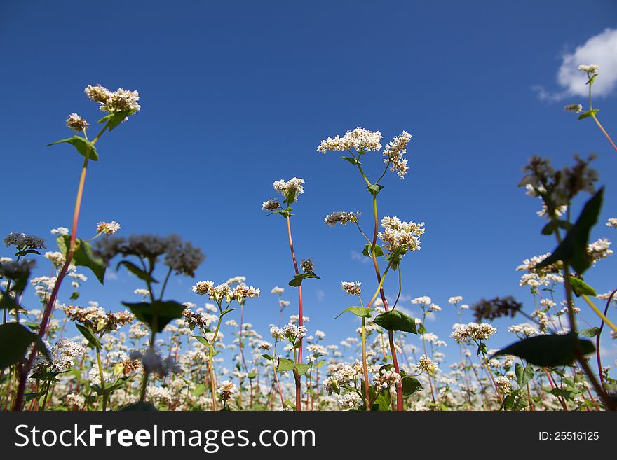 Buckwheat flowers on the field on a sunny day