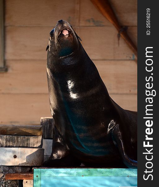 A zoo trained sea lion pokes his tongue out towards the audience, as part of his performance. A zoo trained sea lion pokes his tongue out towards the audience, as part of his performance.