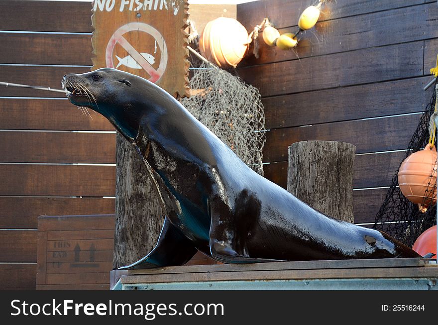 A zoo trained sea lion standing erect upon an elevated platform and about to dive into a pool as part of his performance. A zoo trained sea lion standing erect upon an elevated platform and about to dive into a pool as part of his performance.