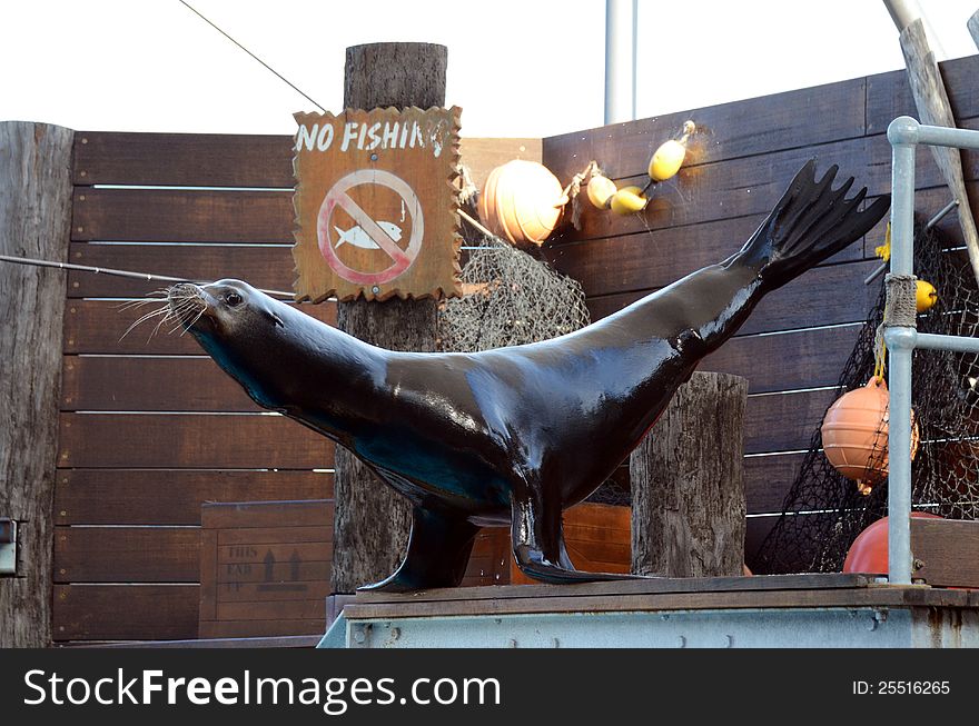 A zoo trained sea lion stretches out his body while balancing upon his front flippers, as part of his performance for the audience. A zoo trained sea lion stretches out his body while balancing upon his front flippers, as part of his performance for the audience.