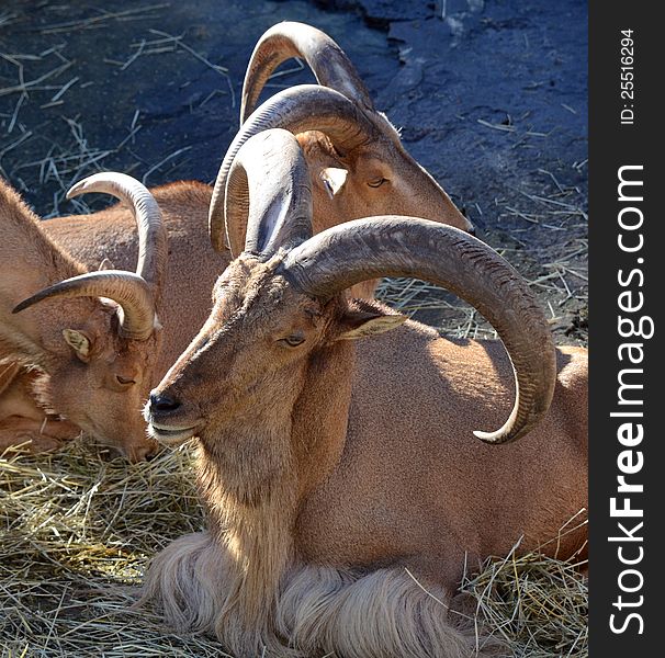 Three north African Tahir rams sitting close together and displaying their magnificent curled horns. Three north African Tahir rams sitting close together and displaying their magnificent curled horns.