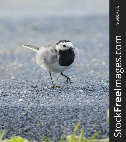 White wagtail walking on playgrond