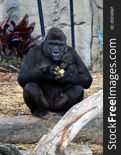 A female African western lowland gorilla and her baby feeding together with their zoo enclosure. A female African western lowland gorilla and her baby feeding together with their zoo enclosure.