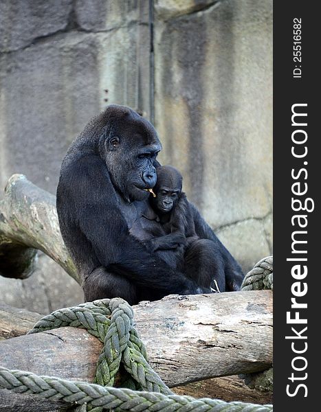 A female western lowlands gorilla and her baby within a zoo enclosure. A female western lowlands gorilla and her baby within a zoo enclosure.